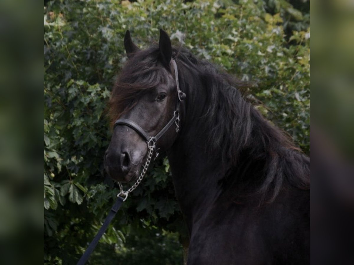 Fries paard Ruin 6 Jaar 162 cm Zwart in Emmelshausen