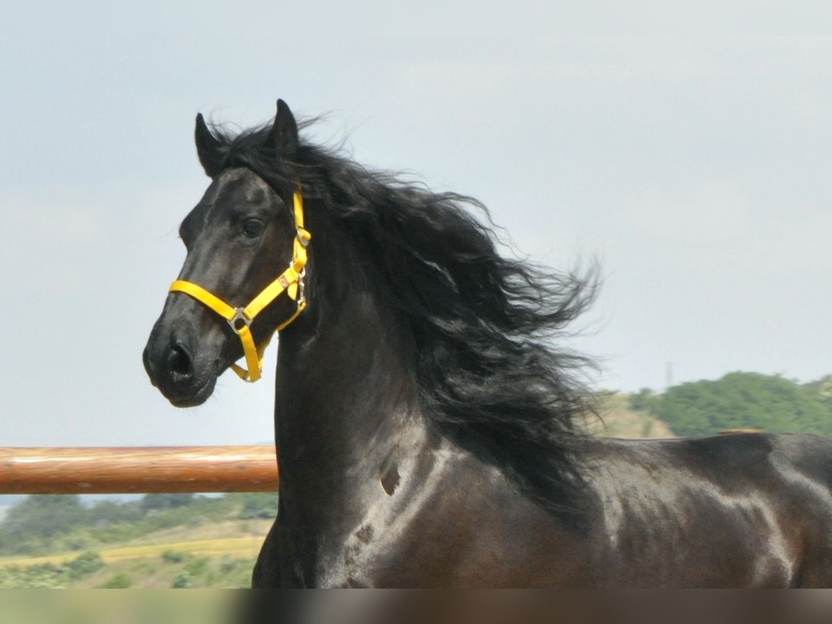 Fries paard Ruin 6 Jaar 165 cm Zwart in Ochtendung