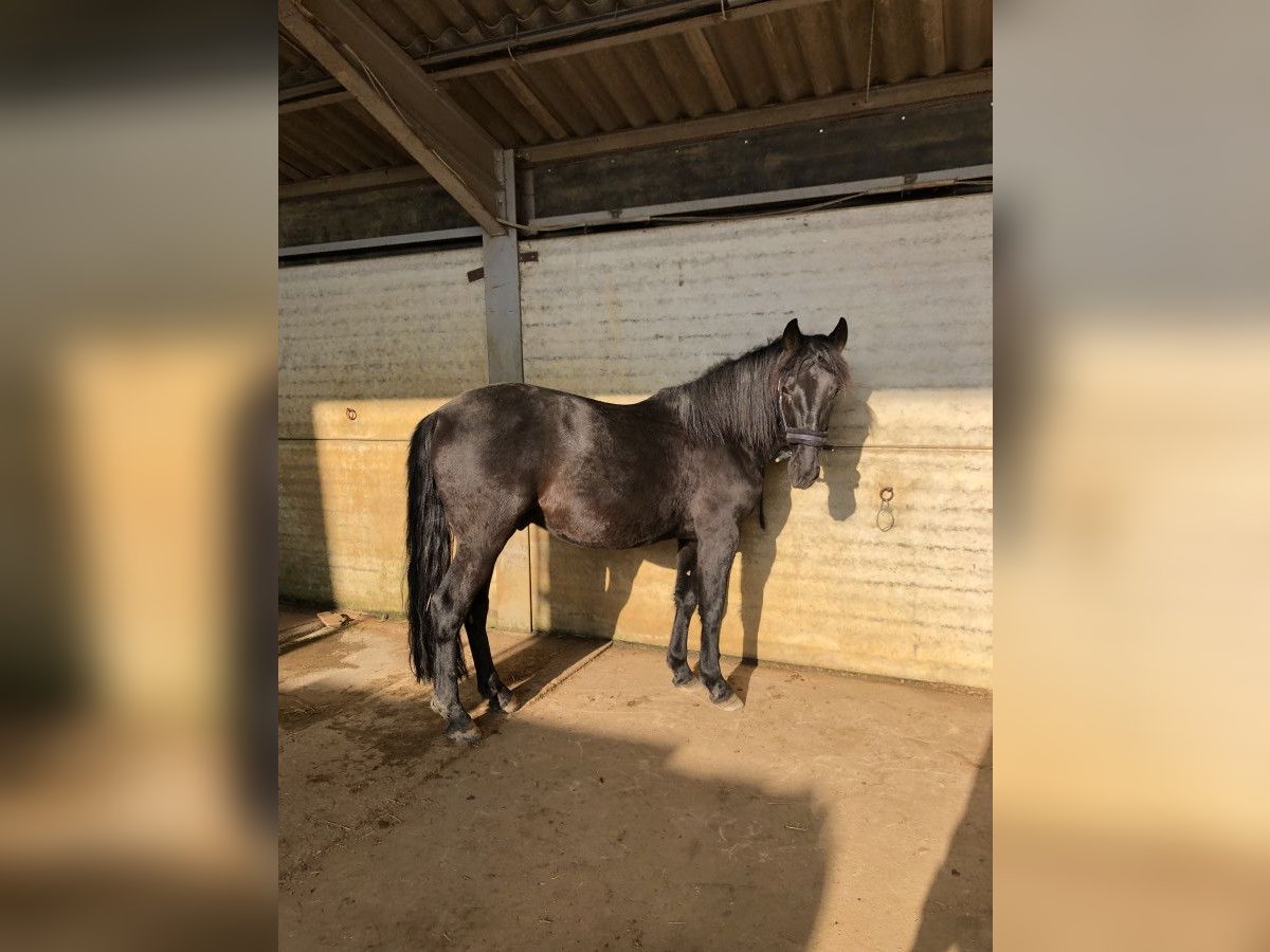 Fries paard Ruin 6 Jaar 169 cm Zwart in Rouen