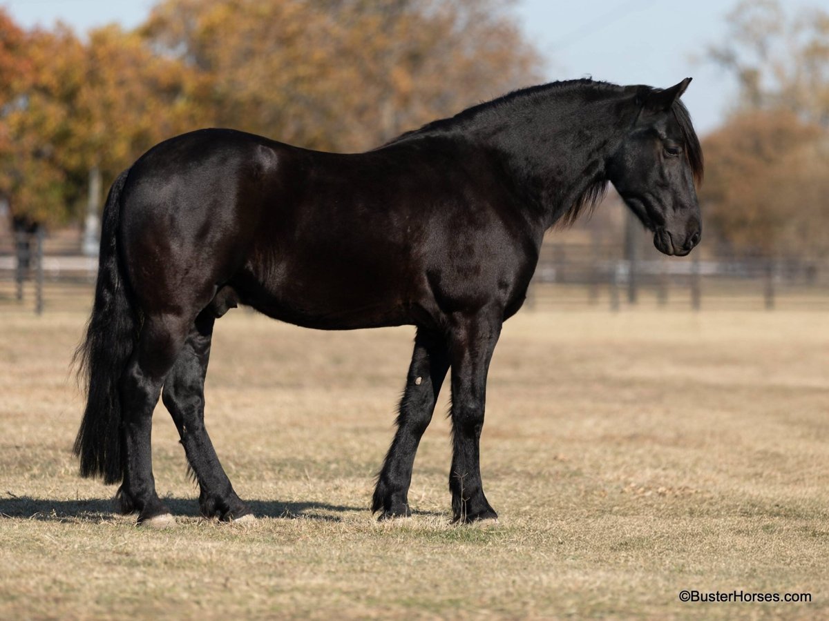 Fries paard Ruin 7 Jaar 152 cm Zwart in Stuart