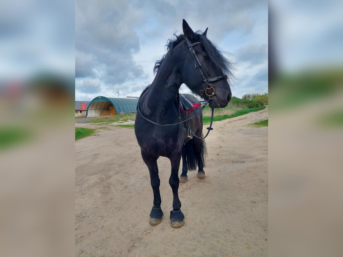 Fries paard Ruin 7 Jaar 160 cm Zwart in Brieselang