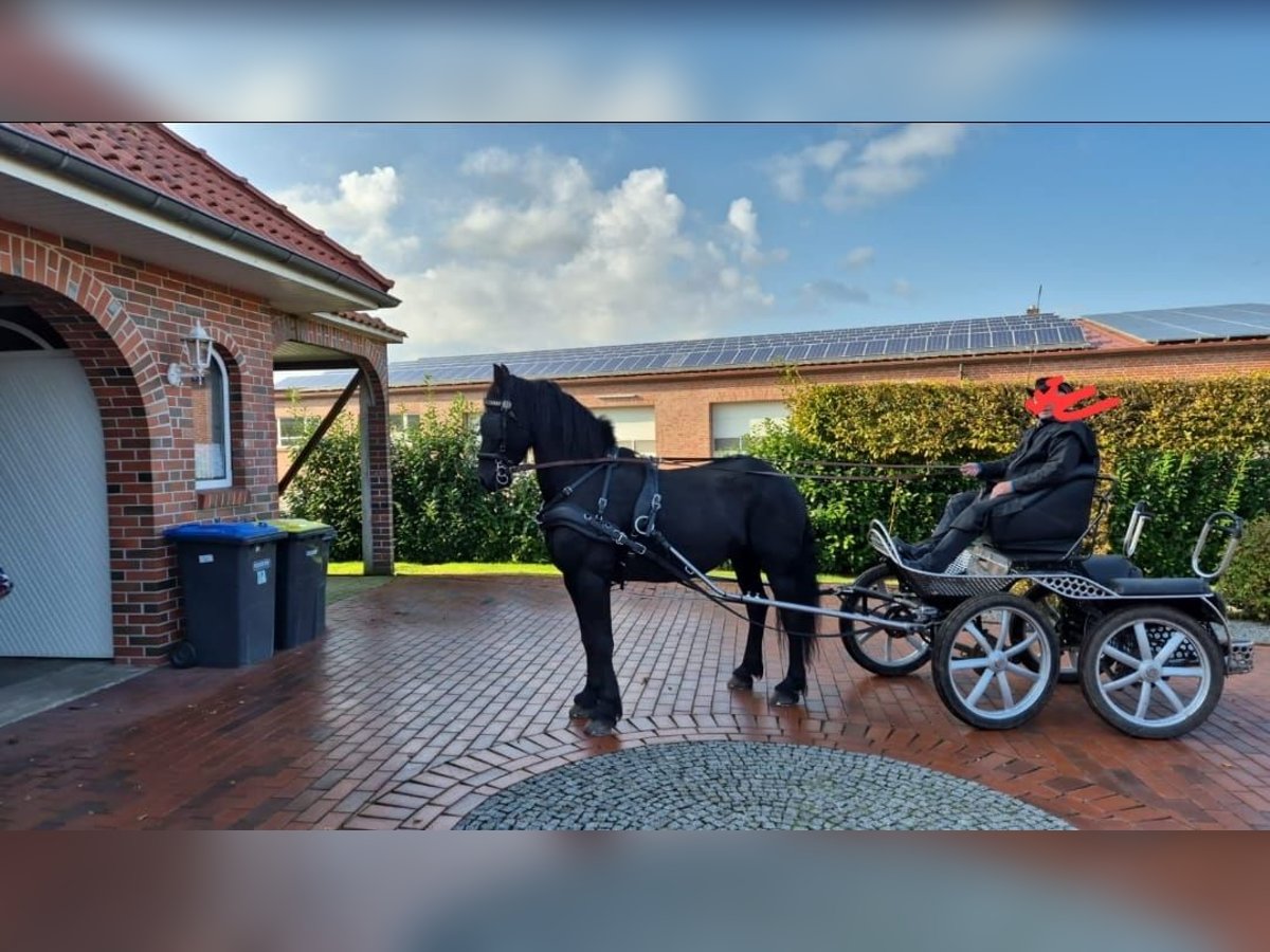 Fries paard Ruin 7 Jaar 163 cm Zwart in Esterwegen