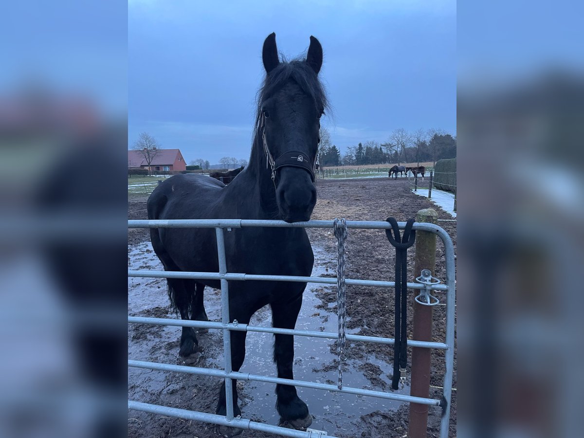 Fries paard Ruin 7 Jaar 163 cm Zwart in Esterwegen