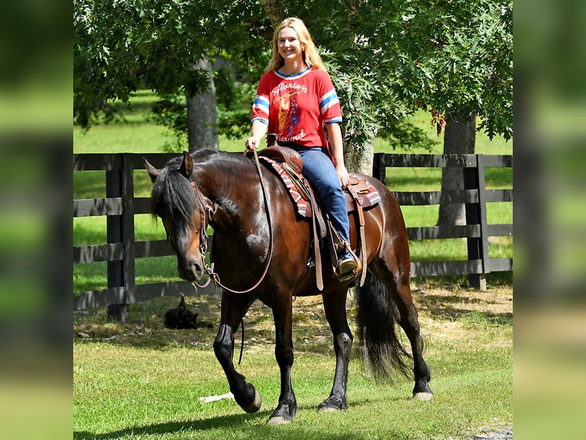 Fries paard Ruin 7 Jaar 163 cm Zwart in Nottingham