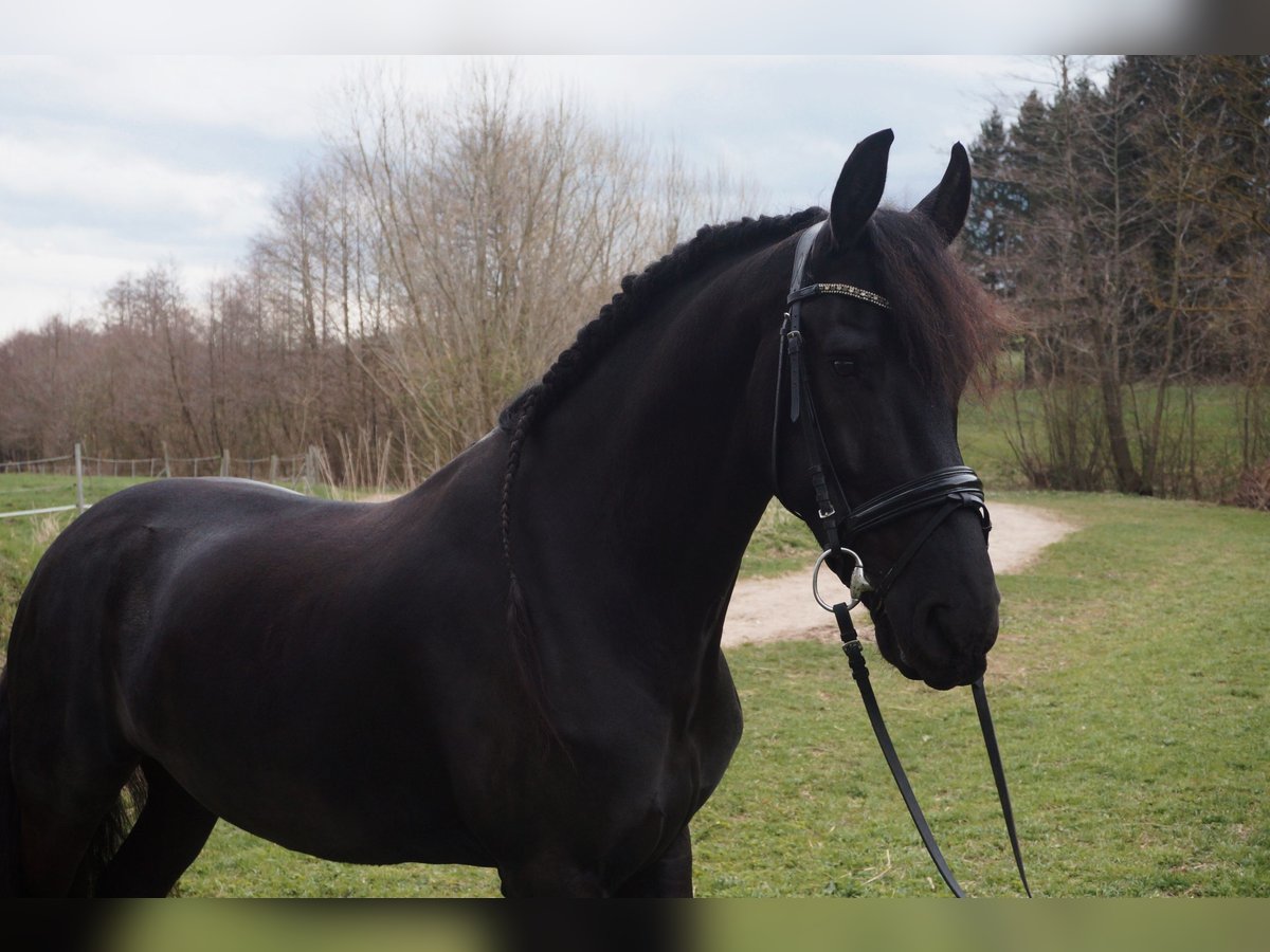 Fries paard Ruin 7 Jaar 168 cm Zwart in Perchtoldsdorf