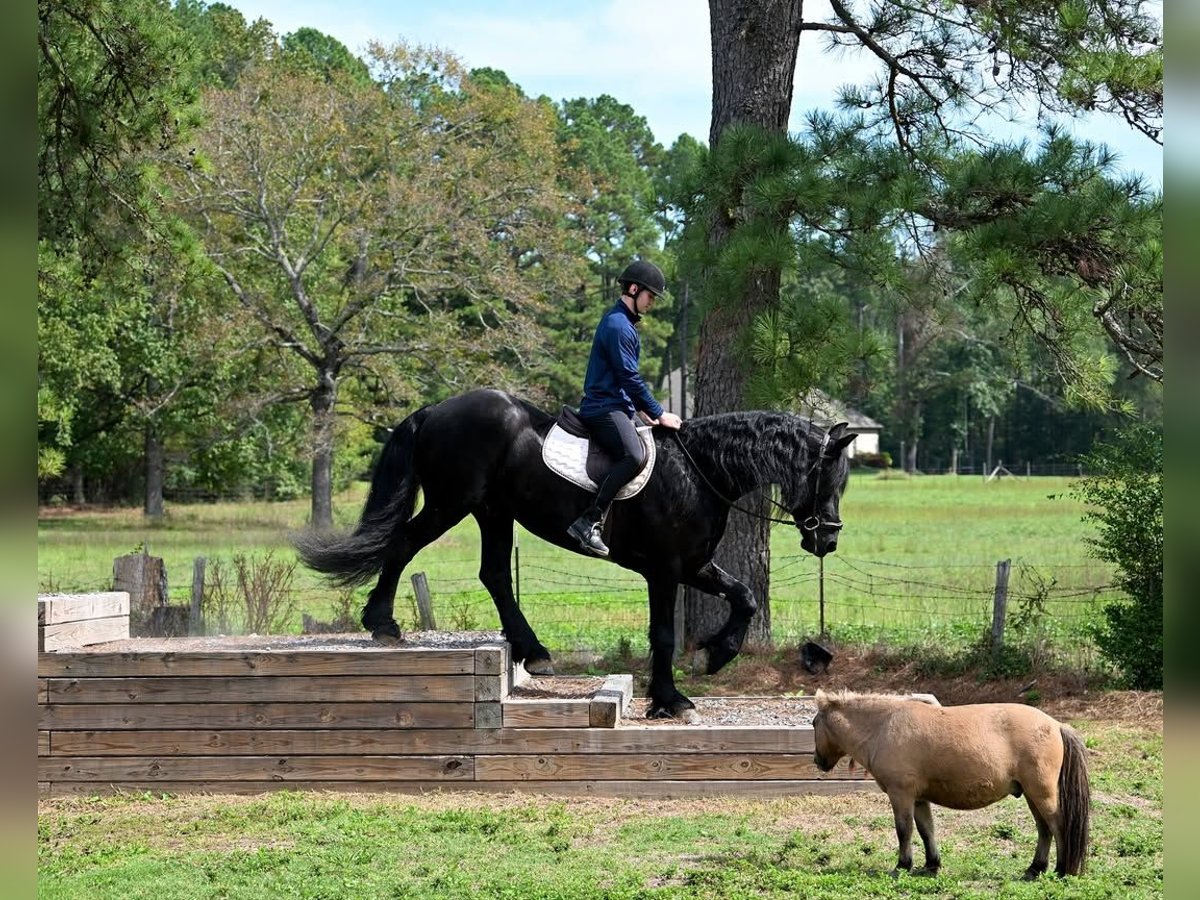 Fries paard Ruin 7 Jaar 173 cm Zwart in Croydon