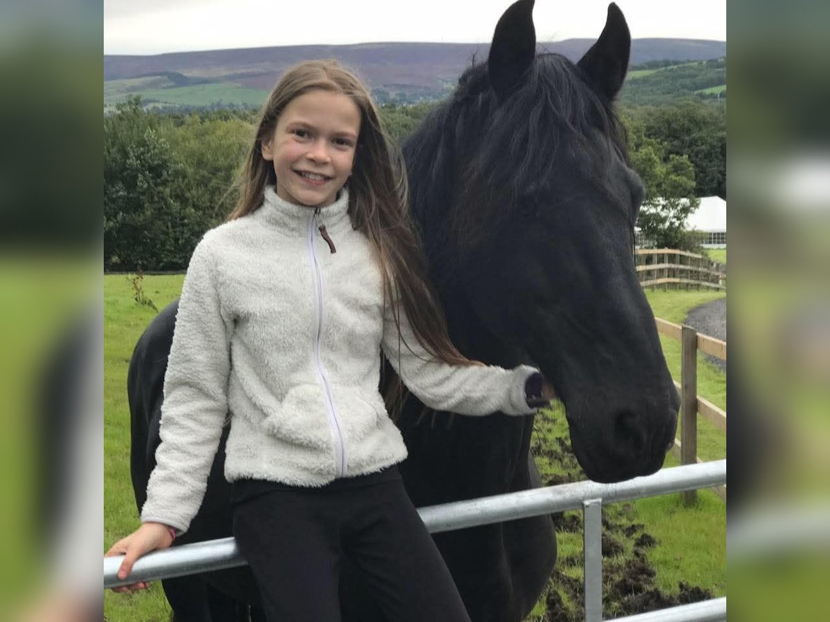 Fries paard Ruin 8 Jaar 164 cm Zwartbruin in Mannheim