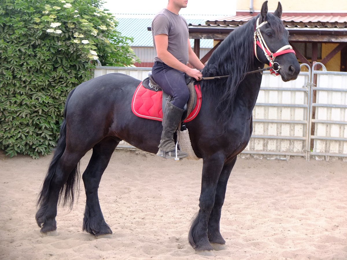 Fries paard Ruin 8 Jaar 165 cm Zwart in Buttstädt