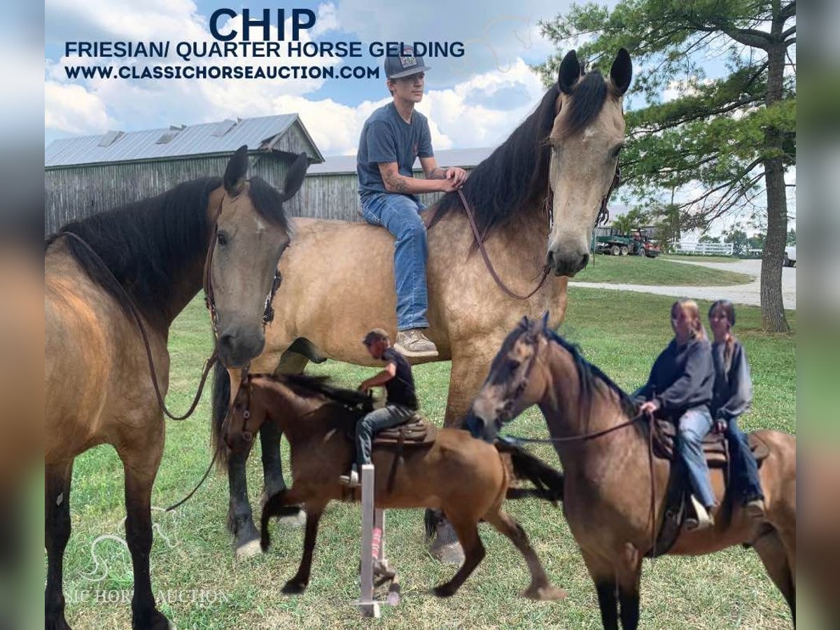 Fries paard Ruin 8 Jaar 173 cm Buckskin in Lawrenceburg, KY