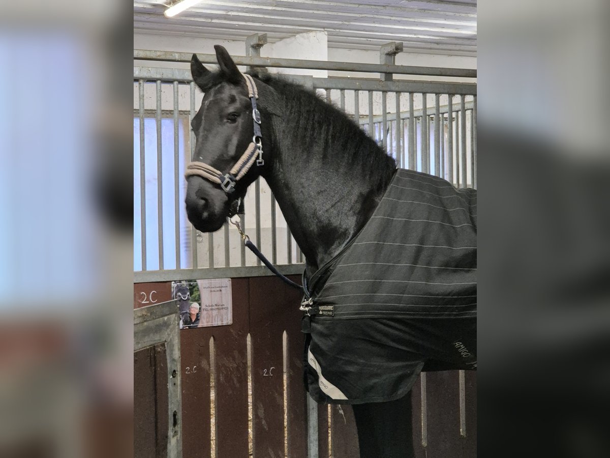 Fries paard Ruin 8 Jaar 181 cm Zwart in Töging