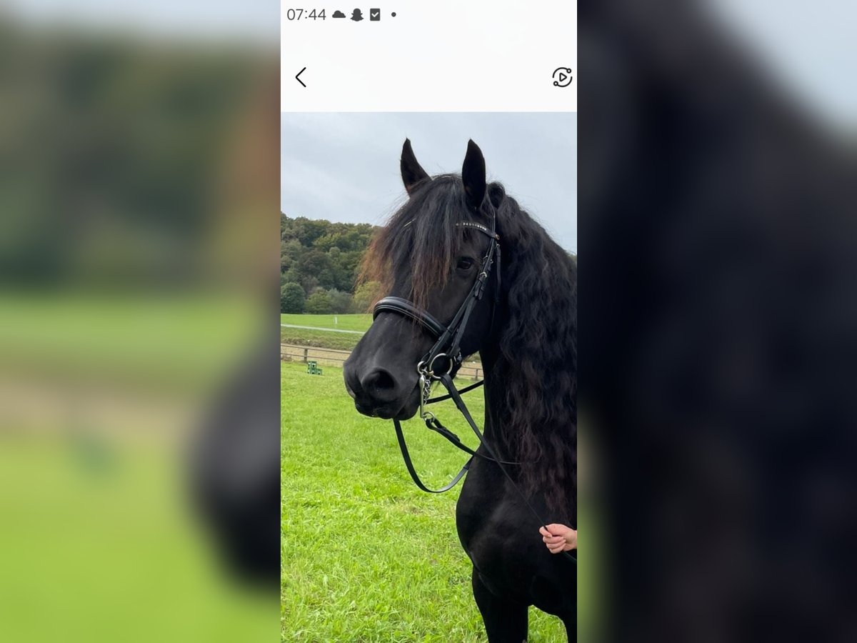 Fries paard Ruin 9 Jaar 160 cm Zwart in Leibnitz