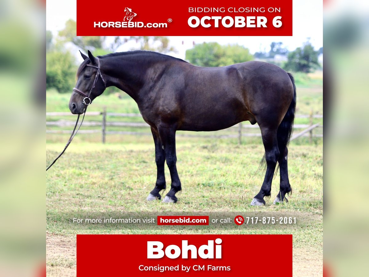Fries paard Mix Ruin 9 Jaar 163 cm Roodbruin in Gap, PA