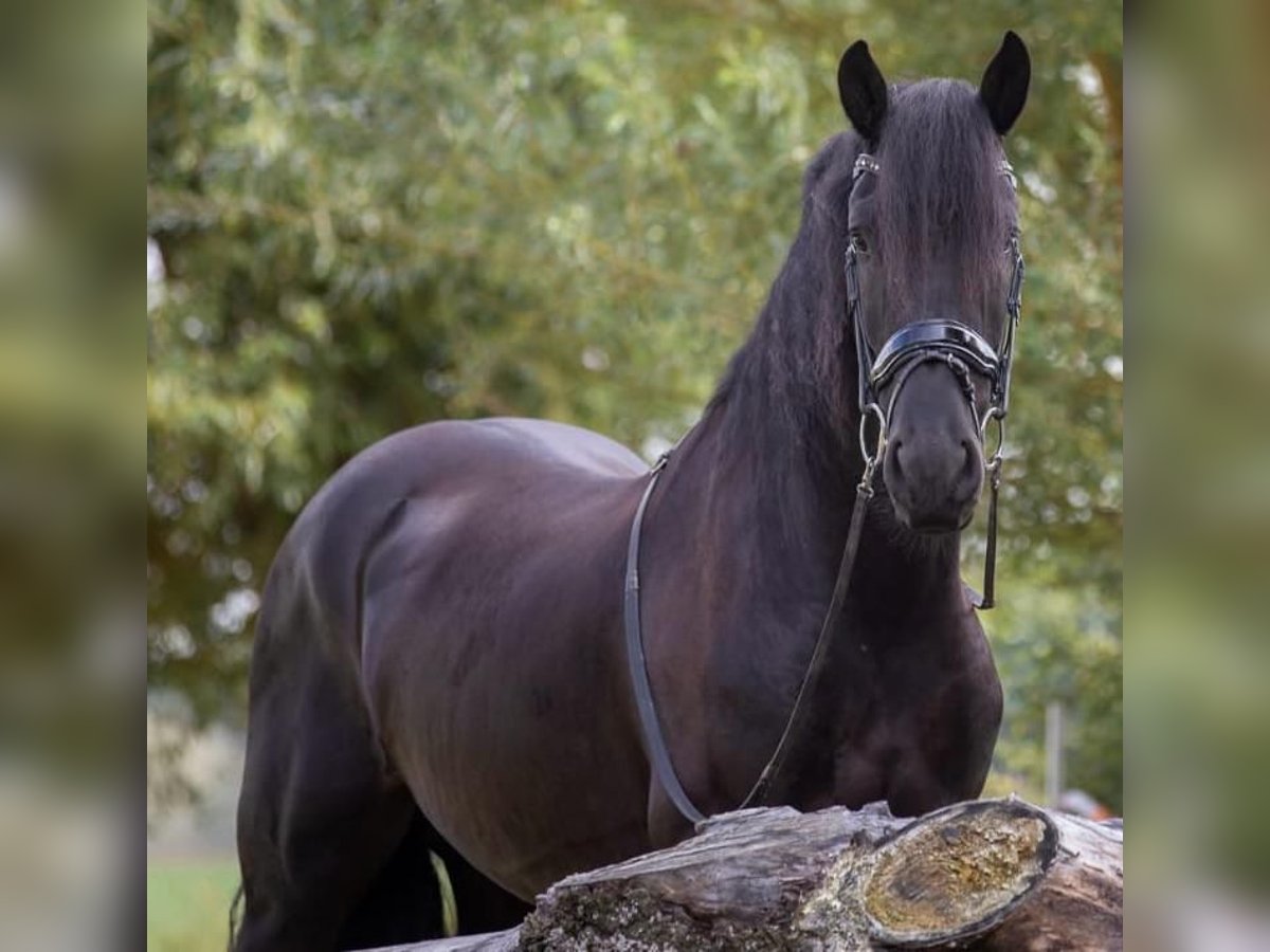 Fries paard Ruin 9 Jaar 170 cm Zwart in Britswert