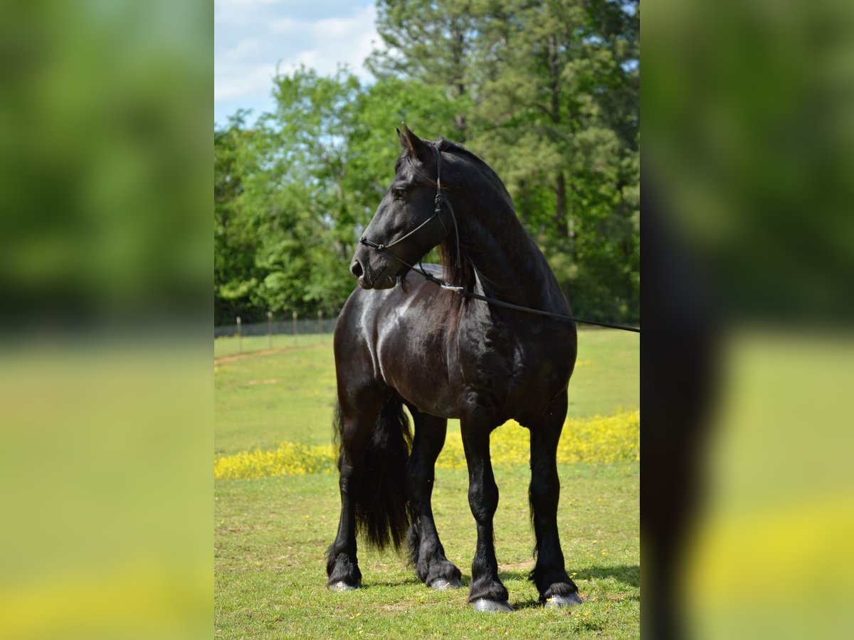 Fries paard Ruin 9 Jaar Zwart in Pell city, Alabama