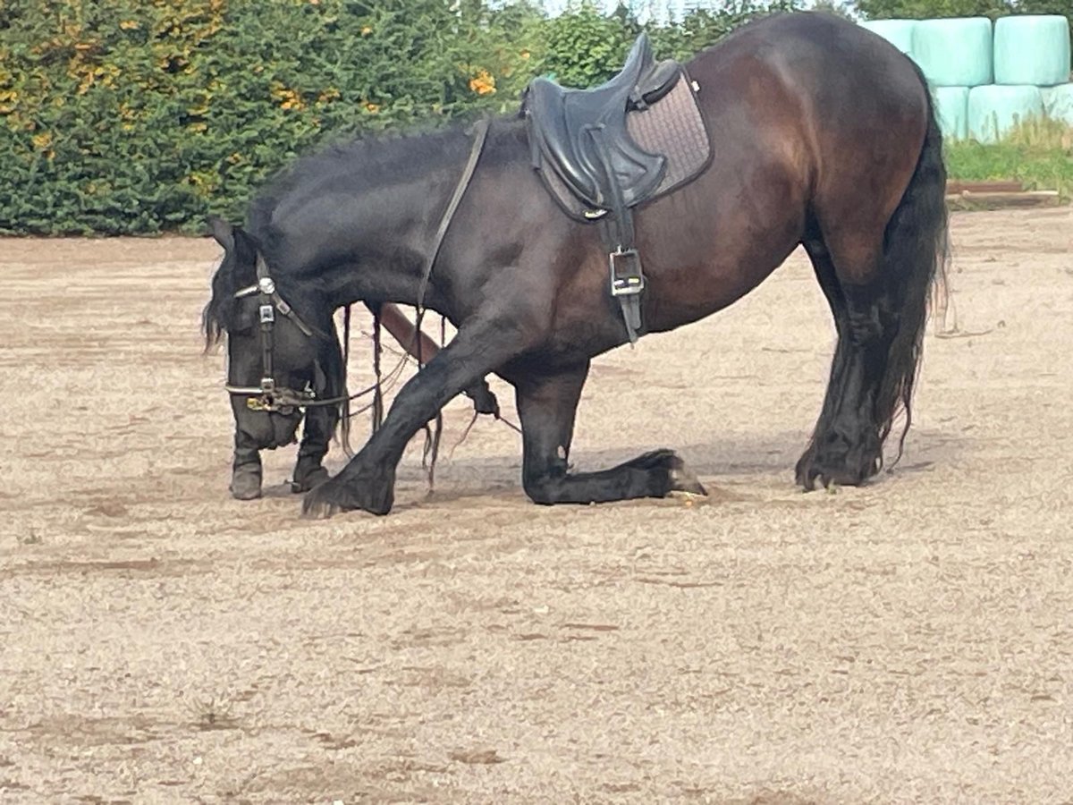 Friesen Hengst 10 Jahre 163 cm Rappe in Bad Schmiedeberg
