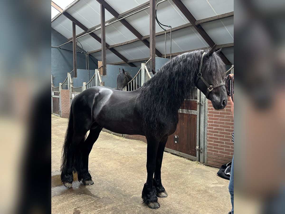 Friesen Hengst 10 Jahre 166 cm Rappe in Wadern
