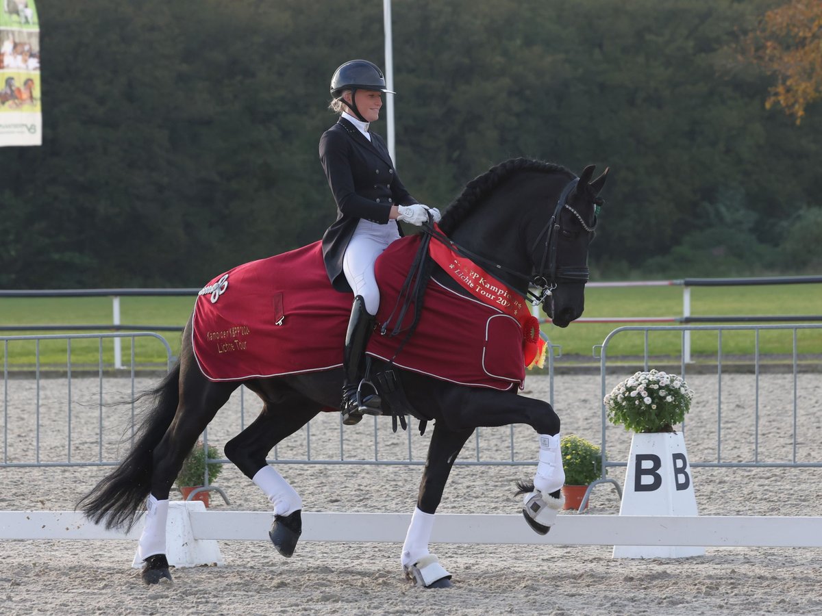 Friesen Hengst 10 Jahre 168 cm Rappe in Aalsmeer