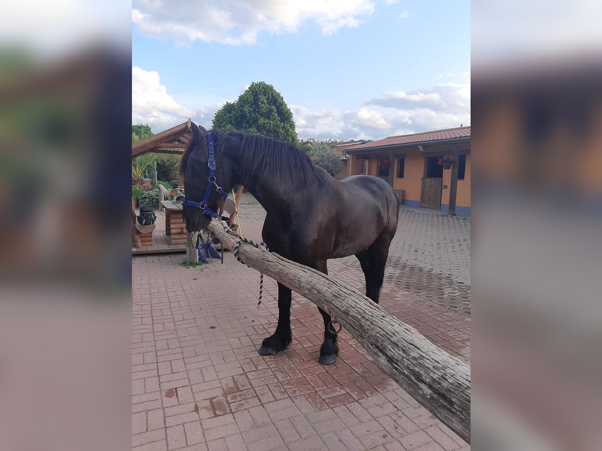 Friesen Hengst 14 Jahre 158 cm in Hohenfelden