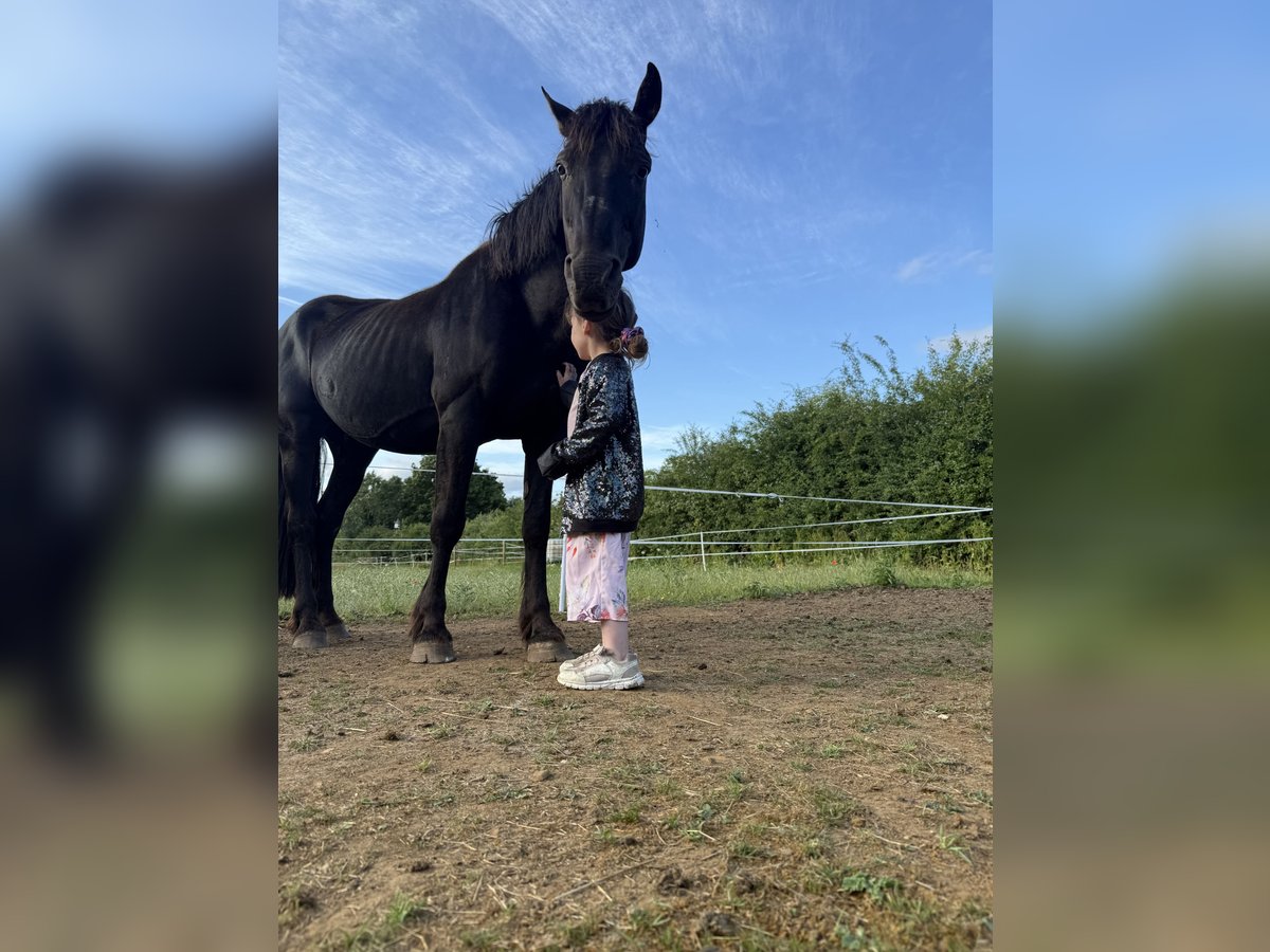 Friesen Mix Hengst 15 Jahre 142 cm Rappe in Leicestershire
