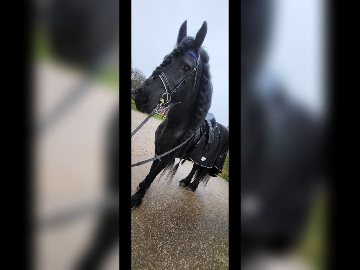 Friesen Hengst 15 Jahre 164 cm Rappe in Brouch Biwer