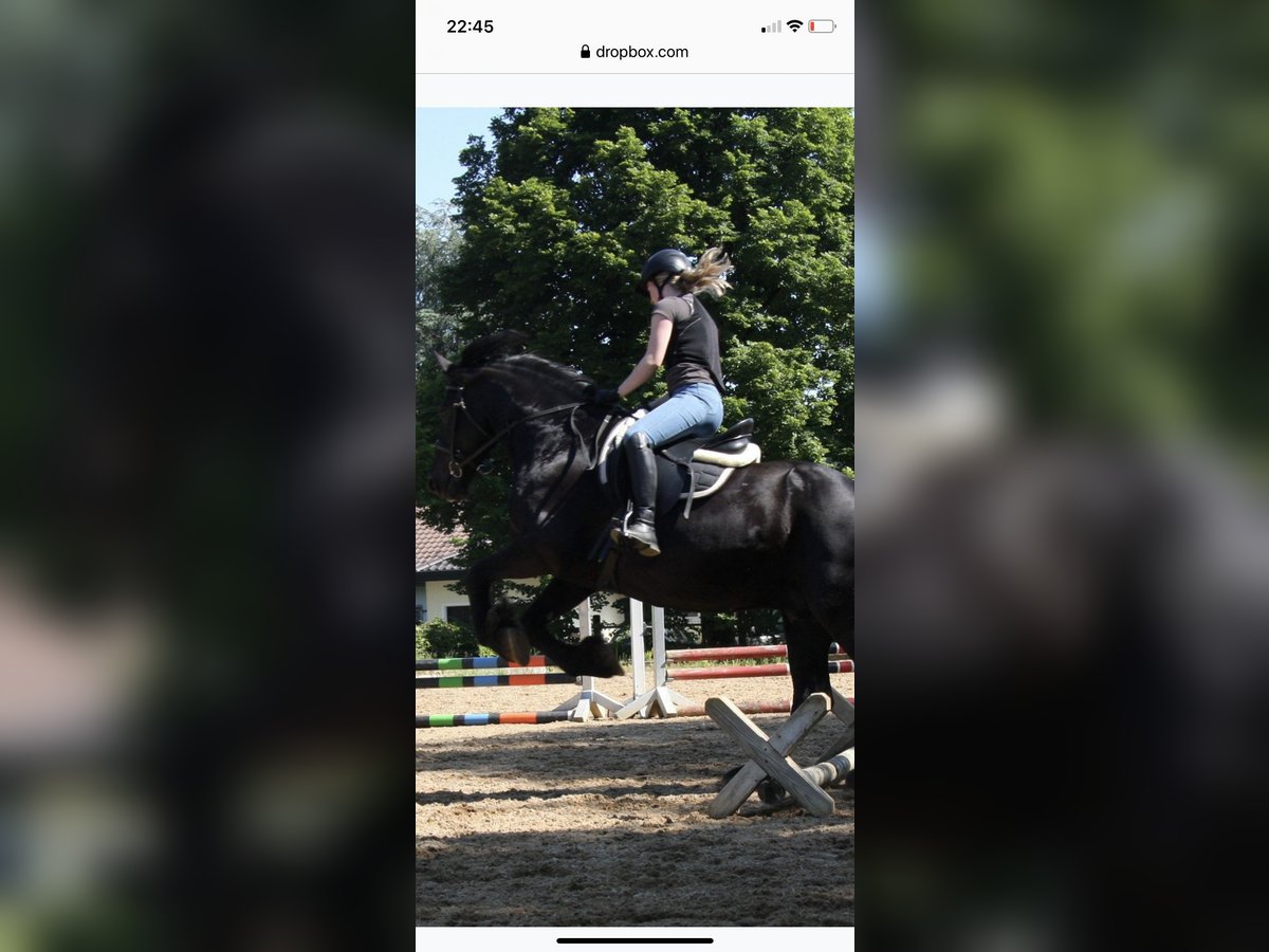 Friesen Hengst 15 Jahre 165 cm Rappe in Kissing