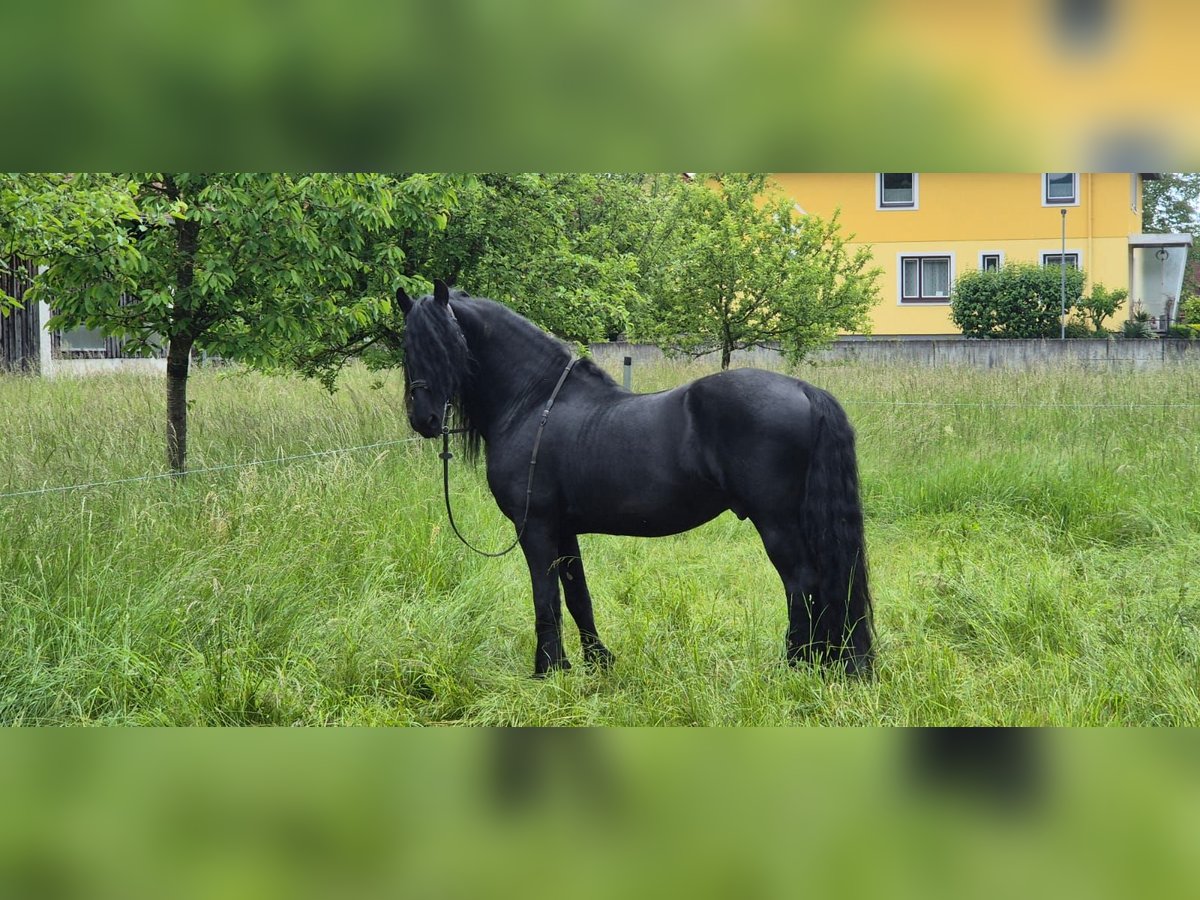 Friesen Hengst 18 Jahre Rappe in Ginselberg