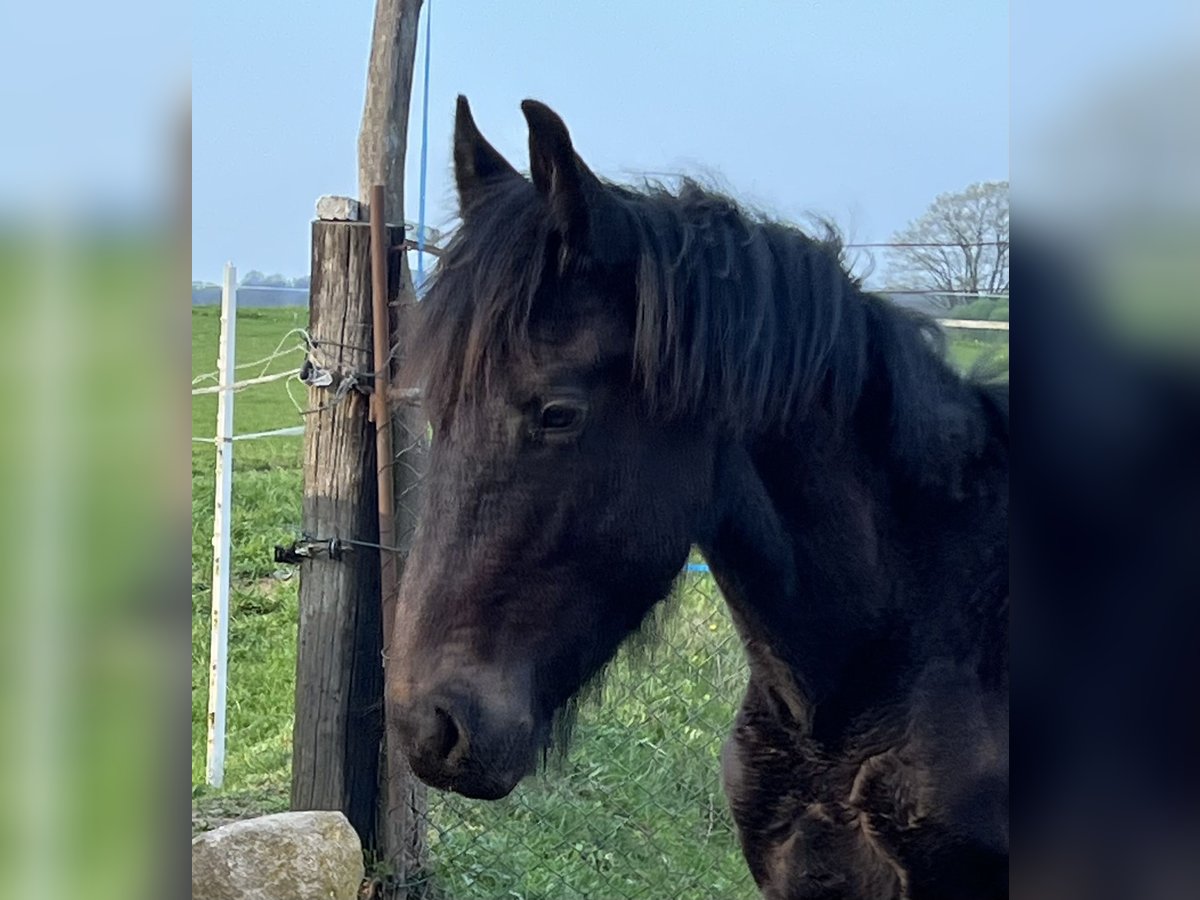 Friesen Mix Hengst 1 Jahr 130 cm Rappe in Tessin