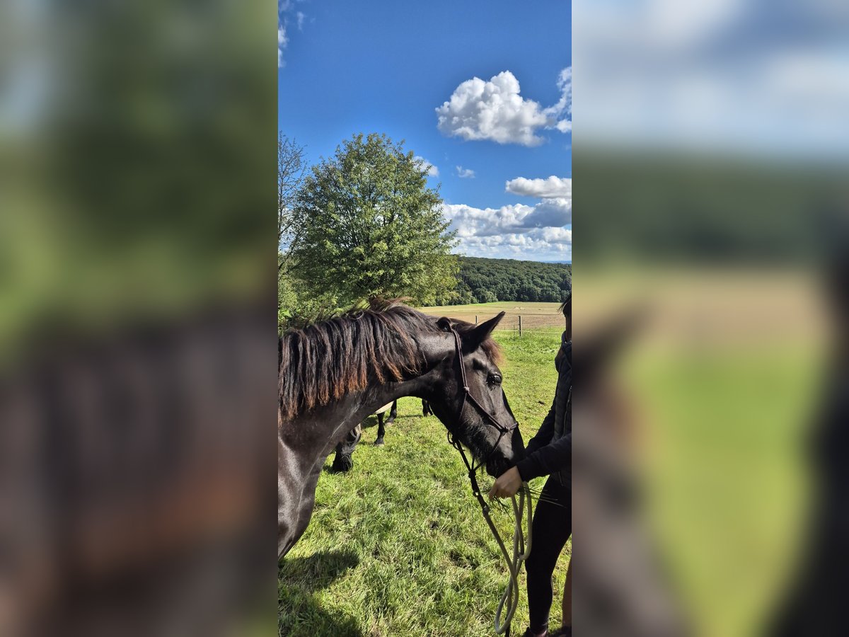 Friesen Hengst 1 Jahr 148 cm Rappe in Hofheim am Taunus