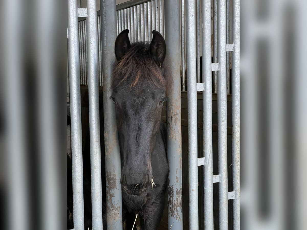 Friesen Hengst 1 Jahr 168 cm Rappe in Meinerzhagen