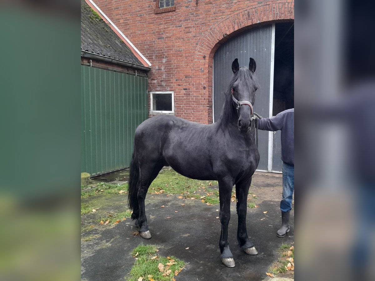 Friesen Mix Hengst 1 Jahr in Sustrum3