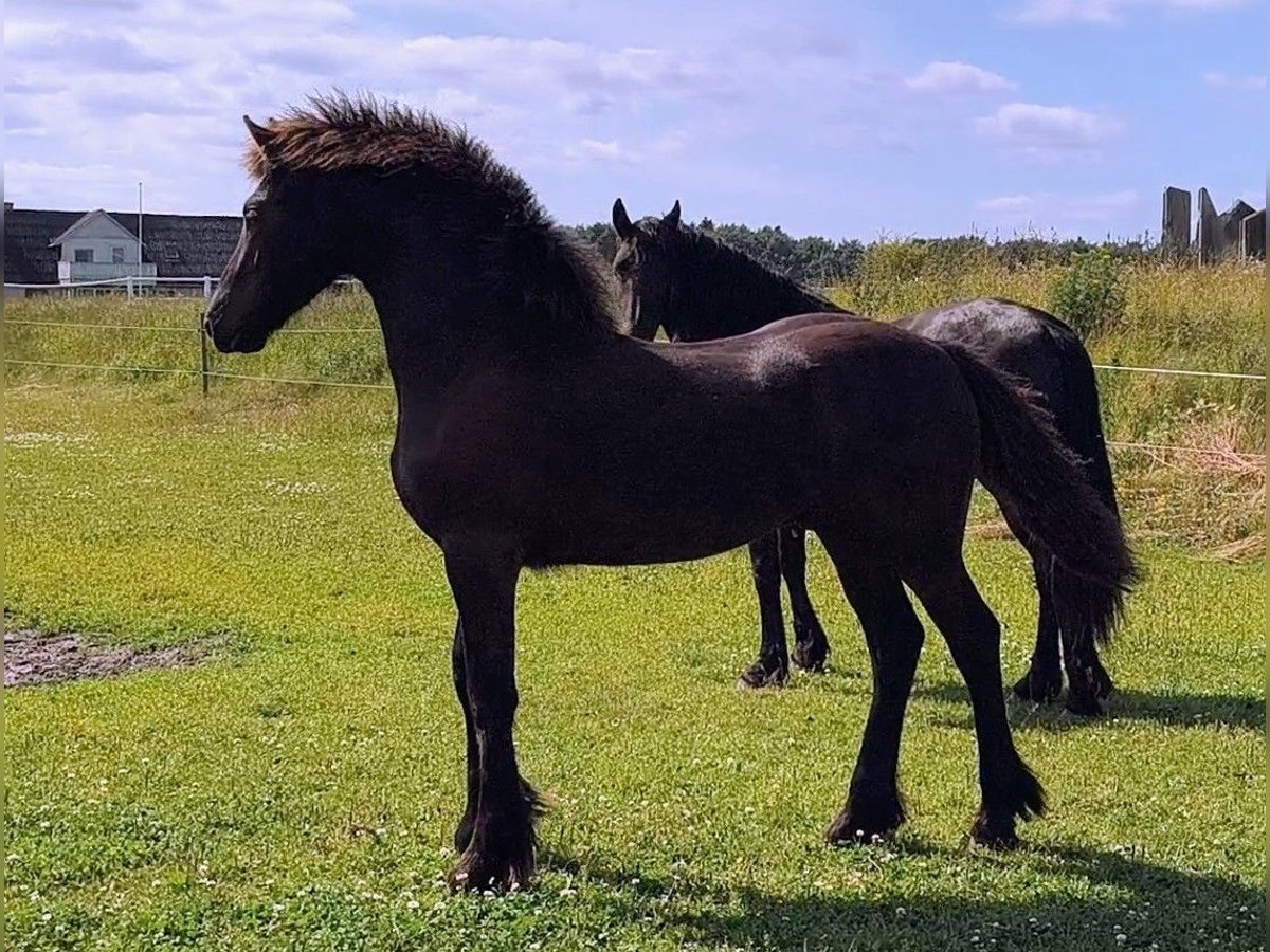 Friesen Hengst 1 Jahr Rappe in Aalestrup