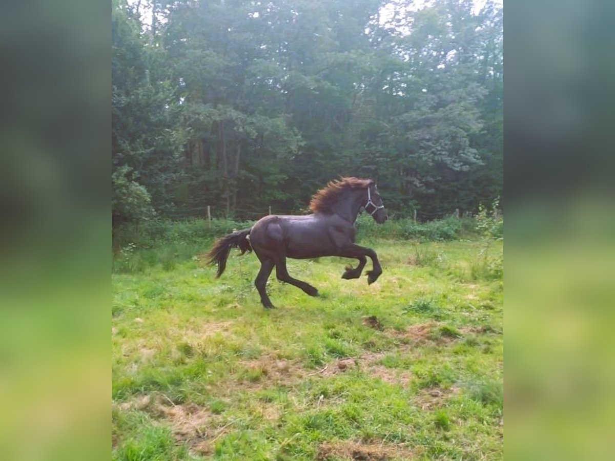 Friesen Hengst 1 Jahr Rappe in Żary