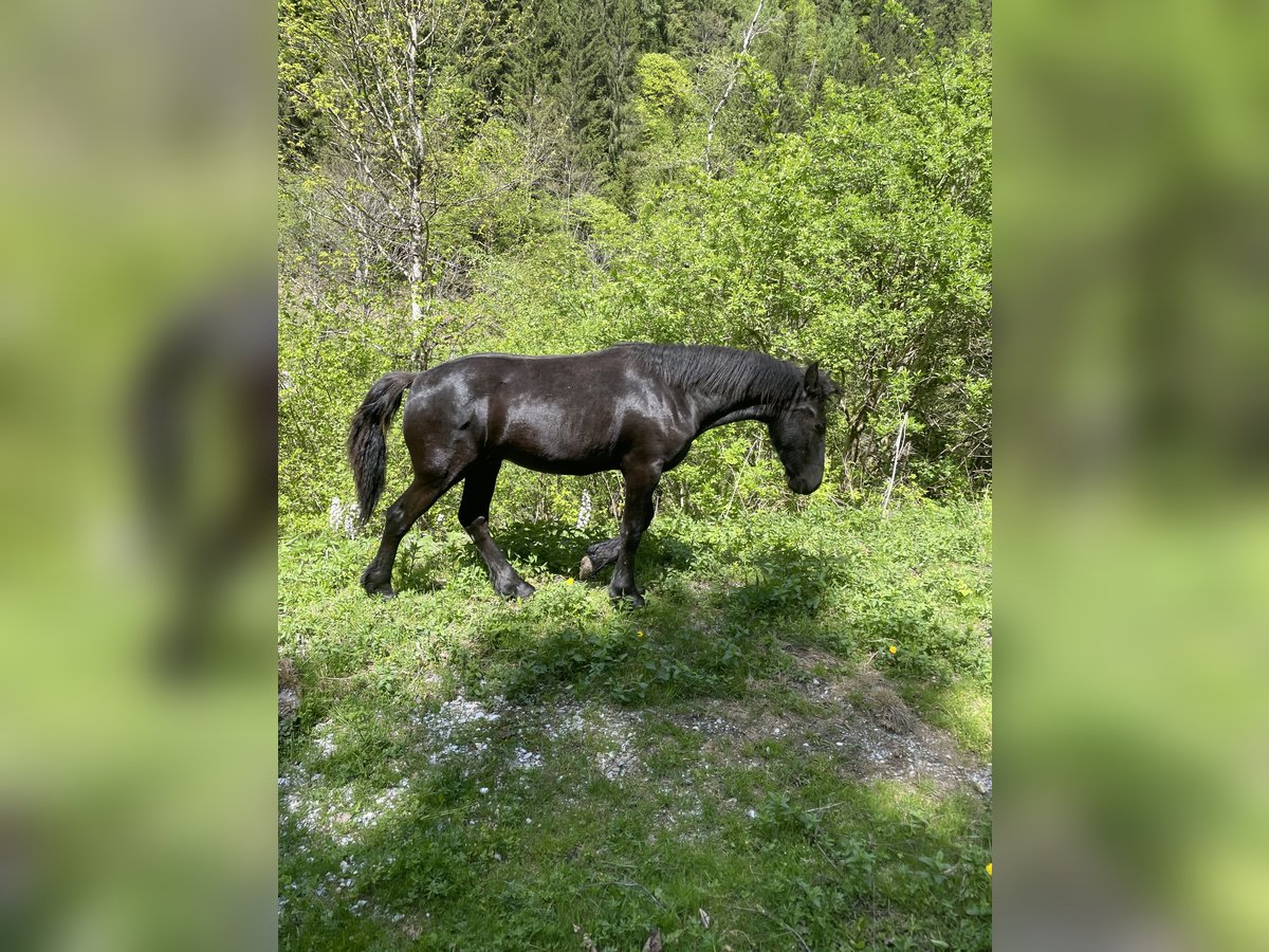 Friesen Hengst 1 Jahr Rappe in Irdning-Donnersbachtal