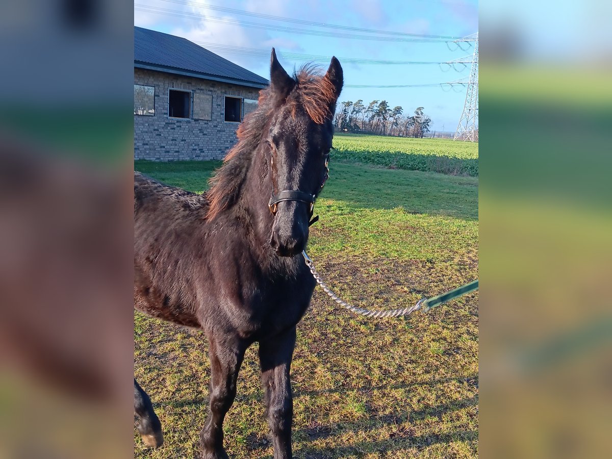 Friesen Hengst 1 Jahr Rappe in Stemwede