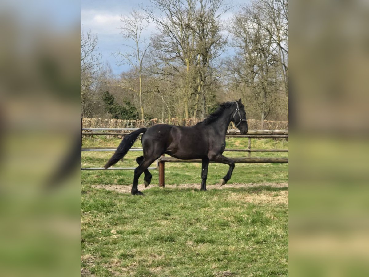 Friesen Hengst 2 Jahre 160 cm Rappe in Maastricht