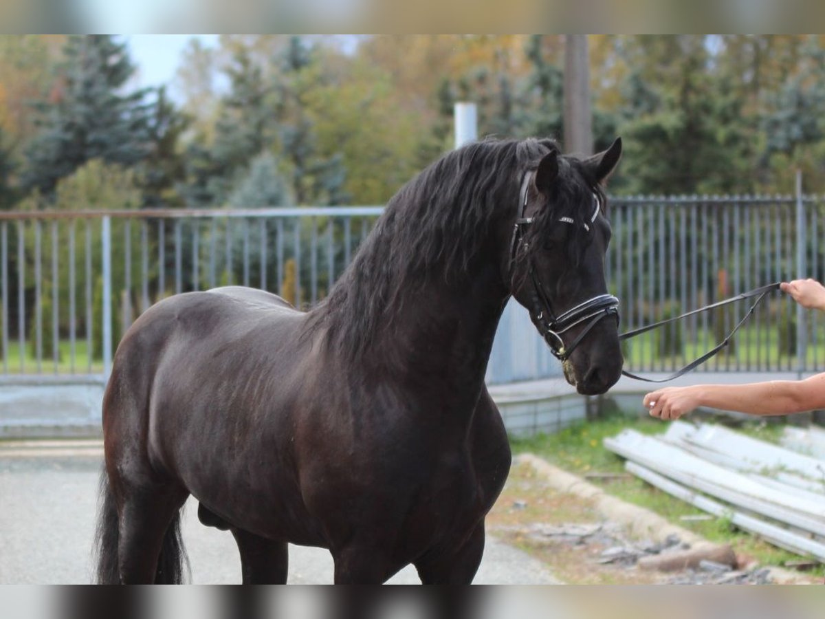 Friesen Hengst 2 Jahre 163 cm Rappe in Rechnitz