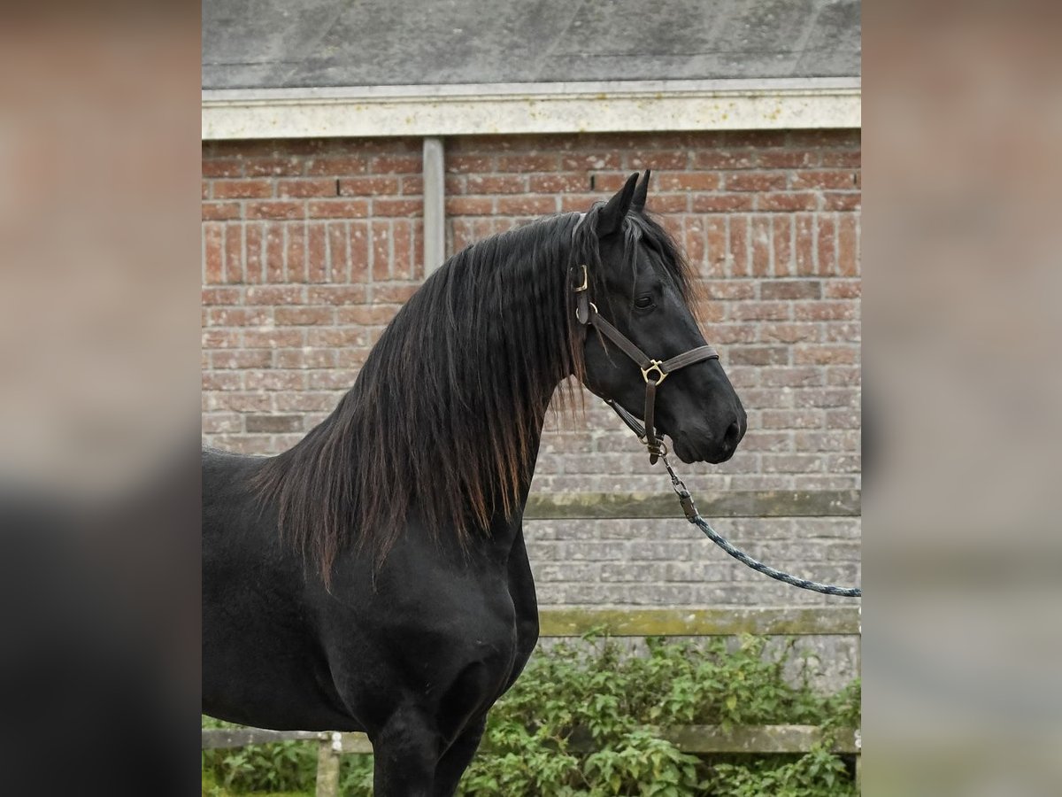 Friesen Hengst 2 Jahre 165 cm in Drachten