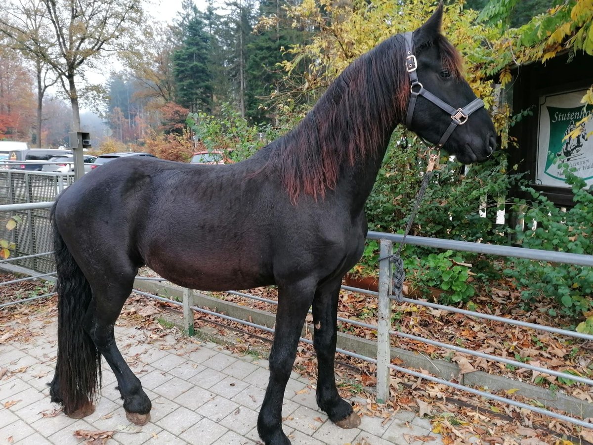 Friesen Hengst 3 Jahre 155 cm Rappe in Schwäbisch Hall