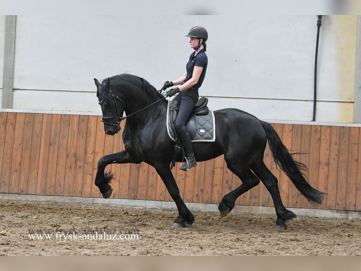 Friesen Hengst 3 Jahre 167 cm Rappe in Mijnsheerenland