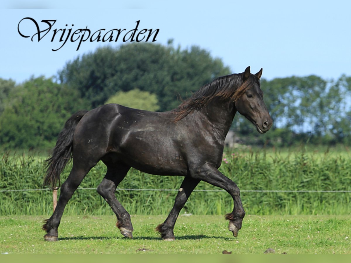 Friesen Hengst 4 Jahre 155 cm in Tzummarum