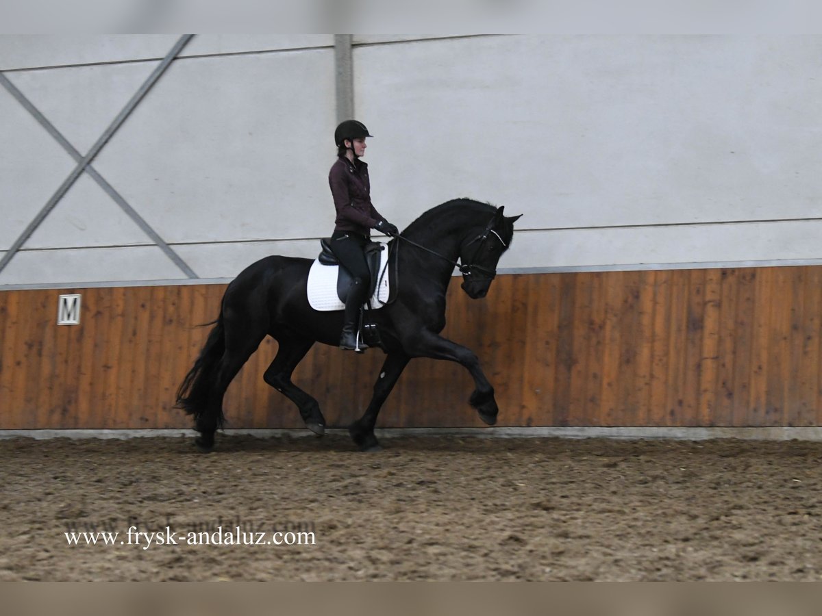 Friesen Hengst 4 Jahre 165 cm Rappe in Mijnsheerenland