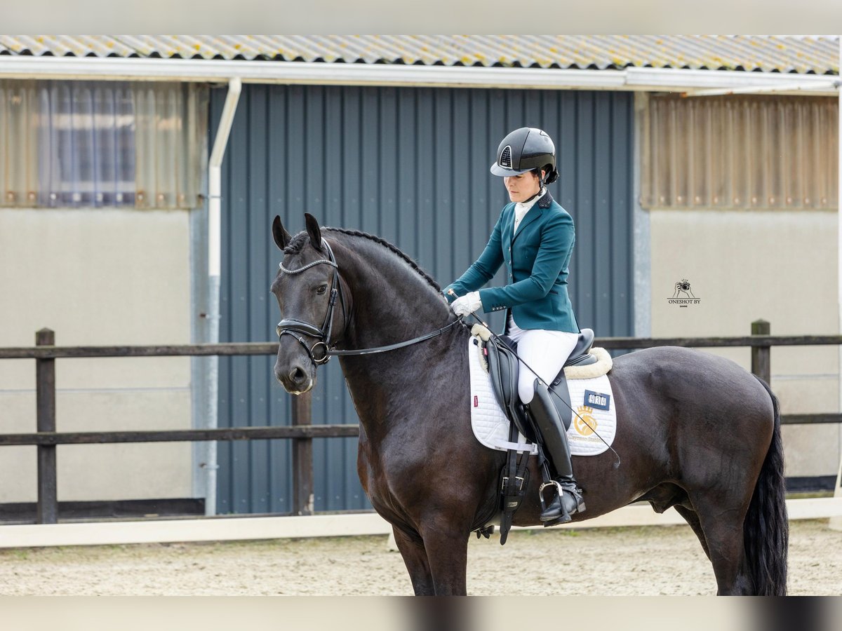 Friesen Hengst 4 Jahre 171 cm Rappe in Harlingen