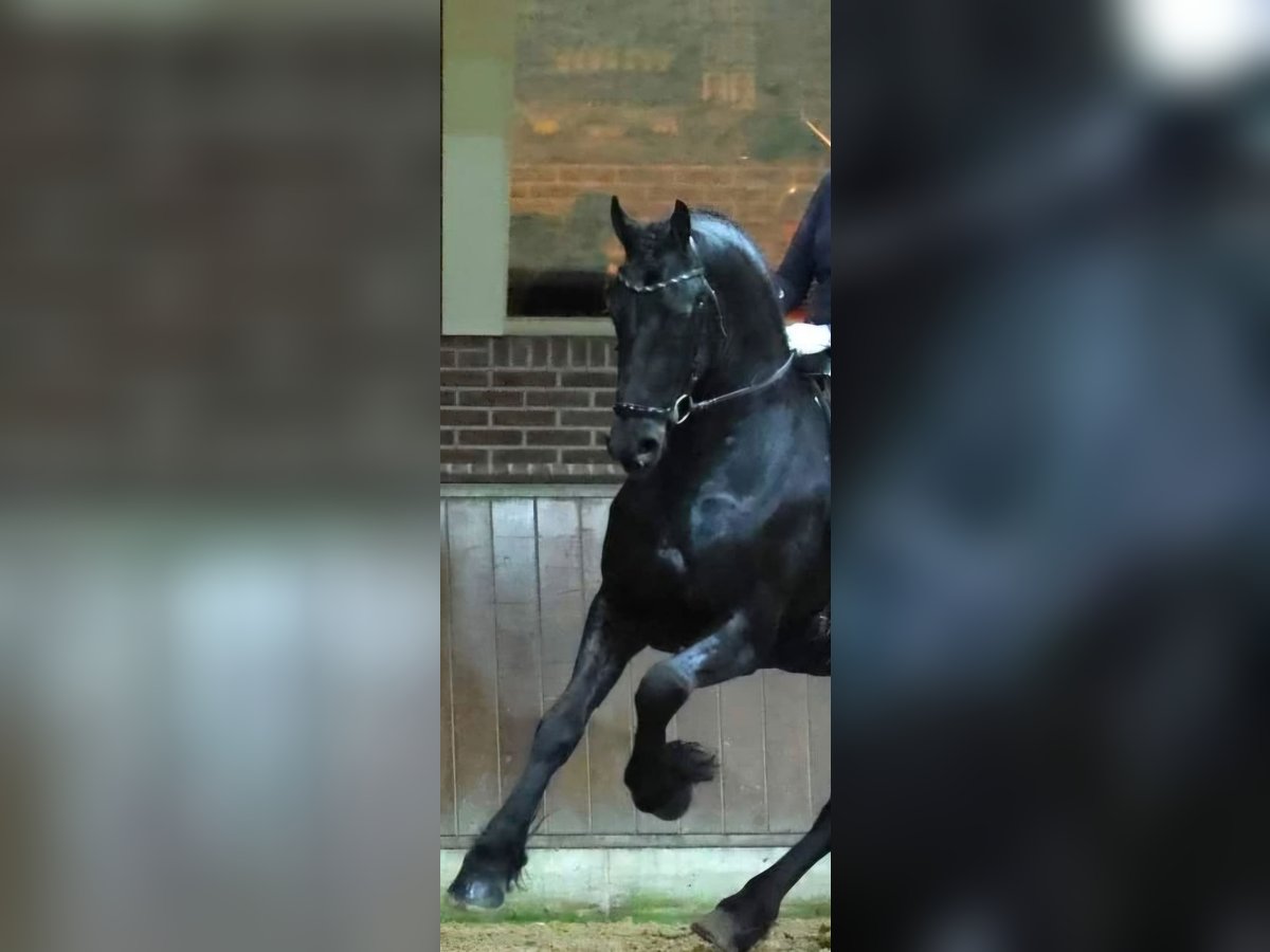 Friesen Hengst 5 Jahre 168 cm Rappe in Enschede