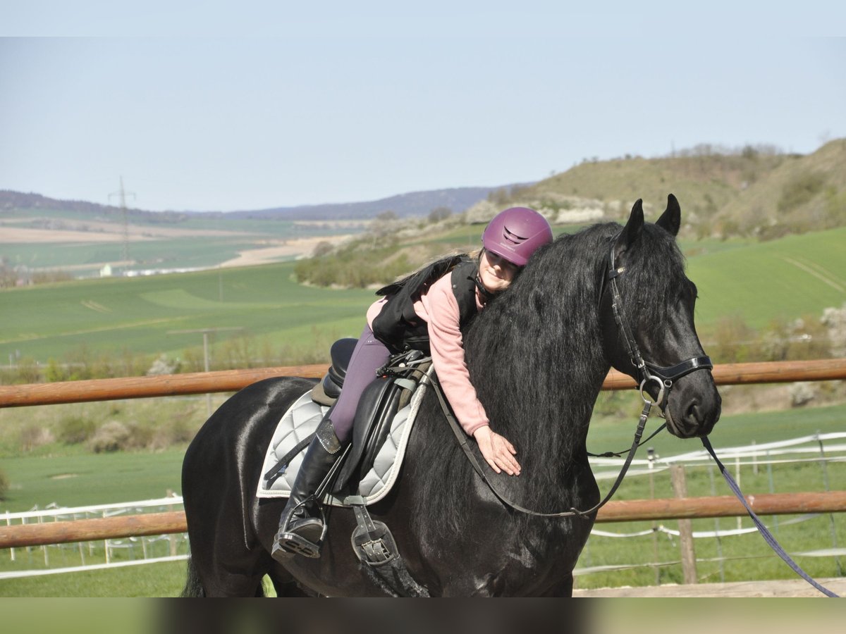 Friesen Hengst 6 Jahre 165 cm Rappe in Ochtendung
