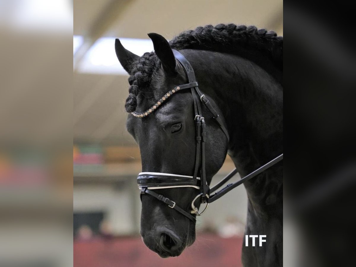 Friesen Hengst 7 Jahre 161 cm Rappe in Saint Martin de nigelles