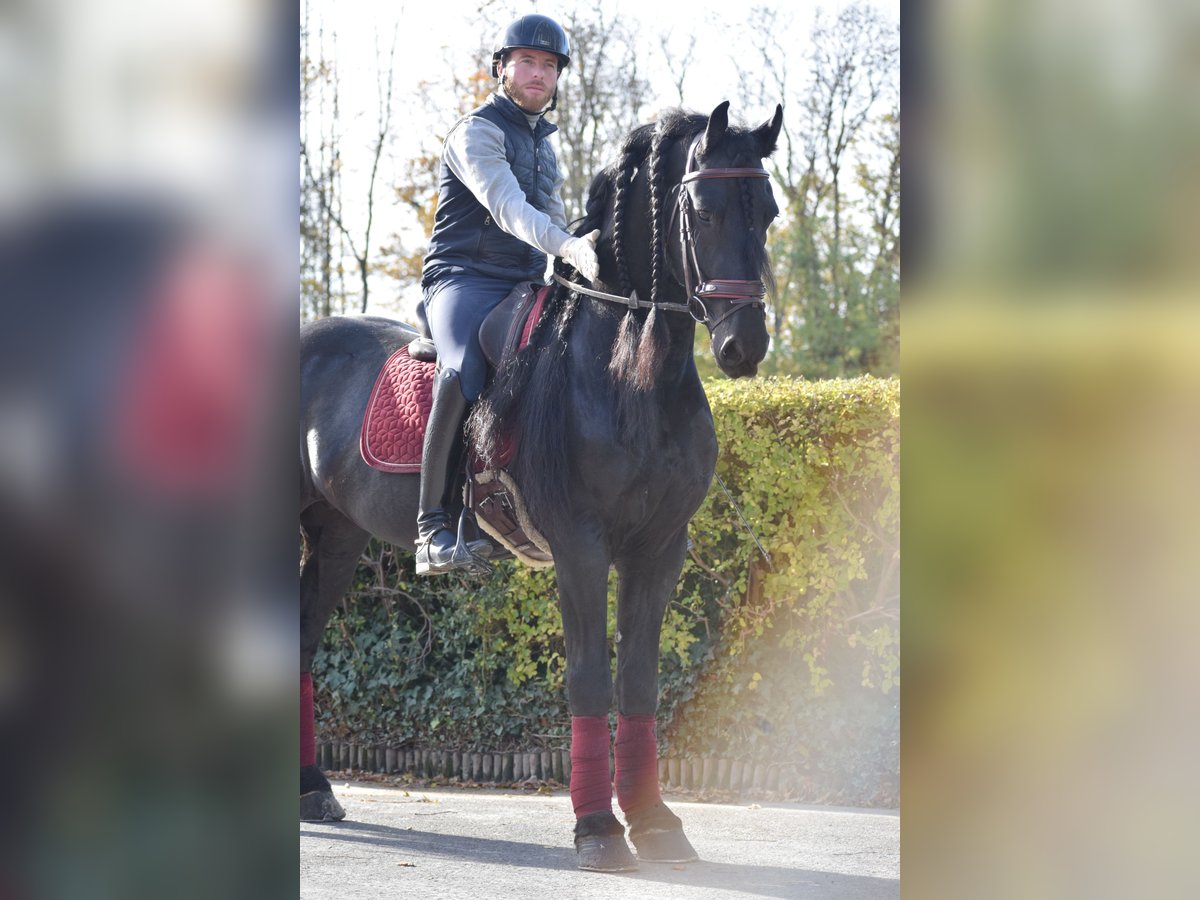 Friesen Hengst 7 Jahre 163 cm Rappe in Huy