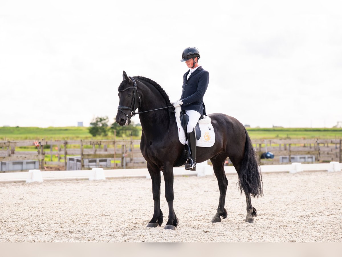Friesen Hengst 7 Jahre 165 cm Rappe in Vijfhuizen