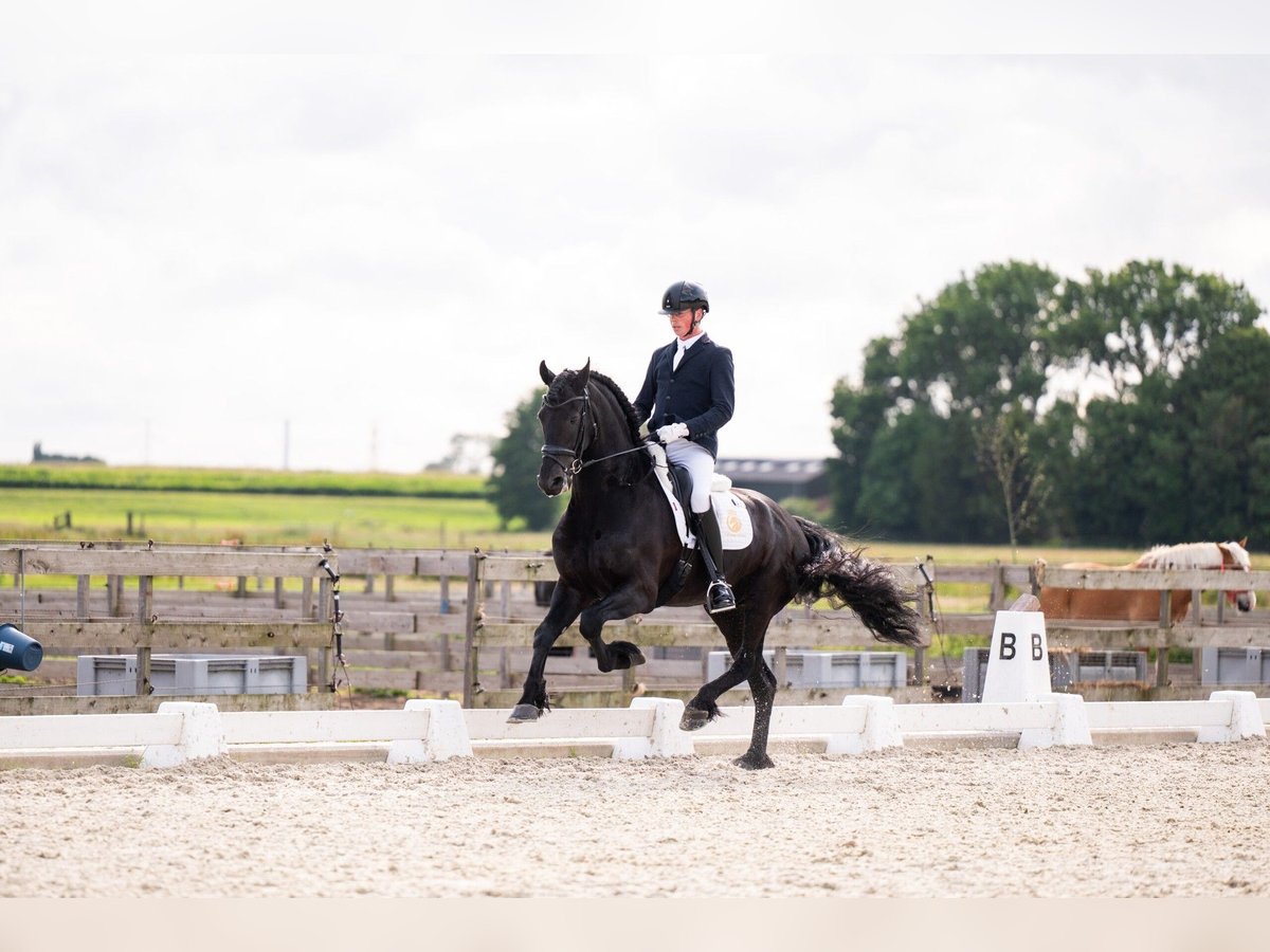 Friesen Hengst 7 Jahre 166 cm Rappe in Waverveen
