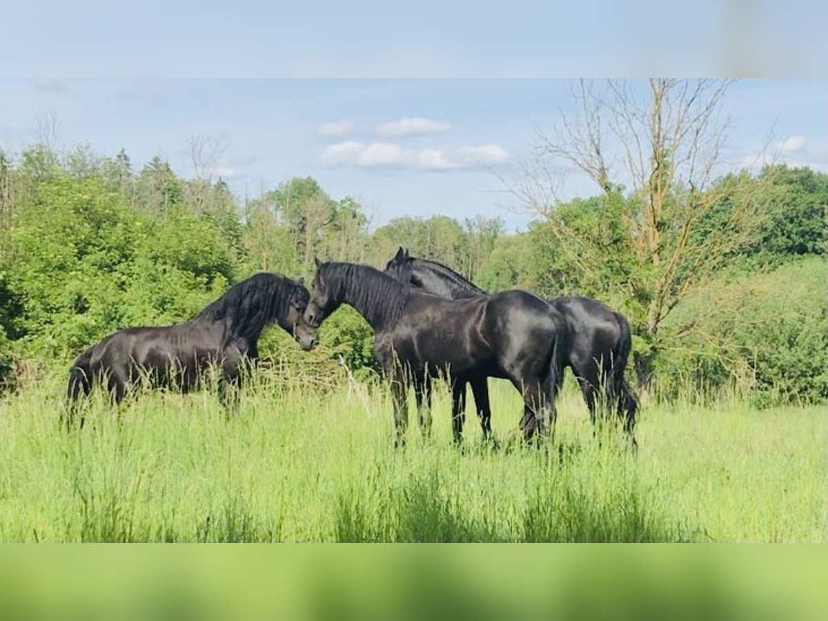 Friesen Hengst 9 Jahre 158 cm Rappe in G&#xF6;rmin