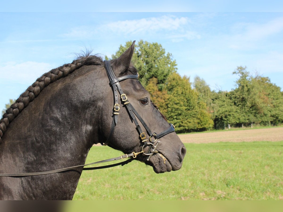 Friesen Hengst 9 Jahre 158 cm Rappe in G&#xF6;rmin